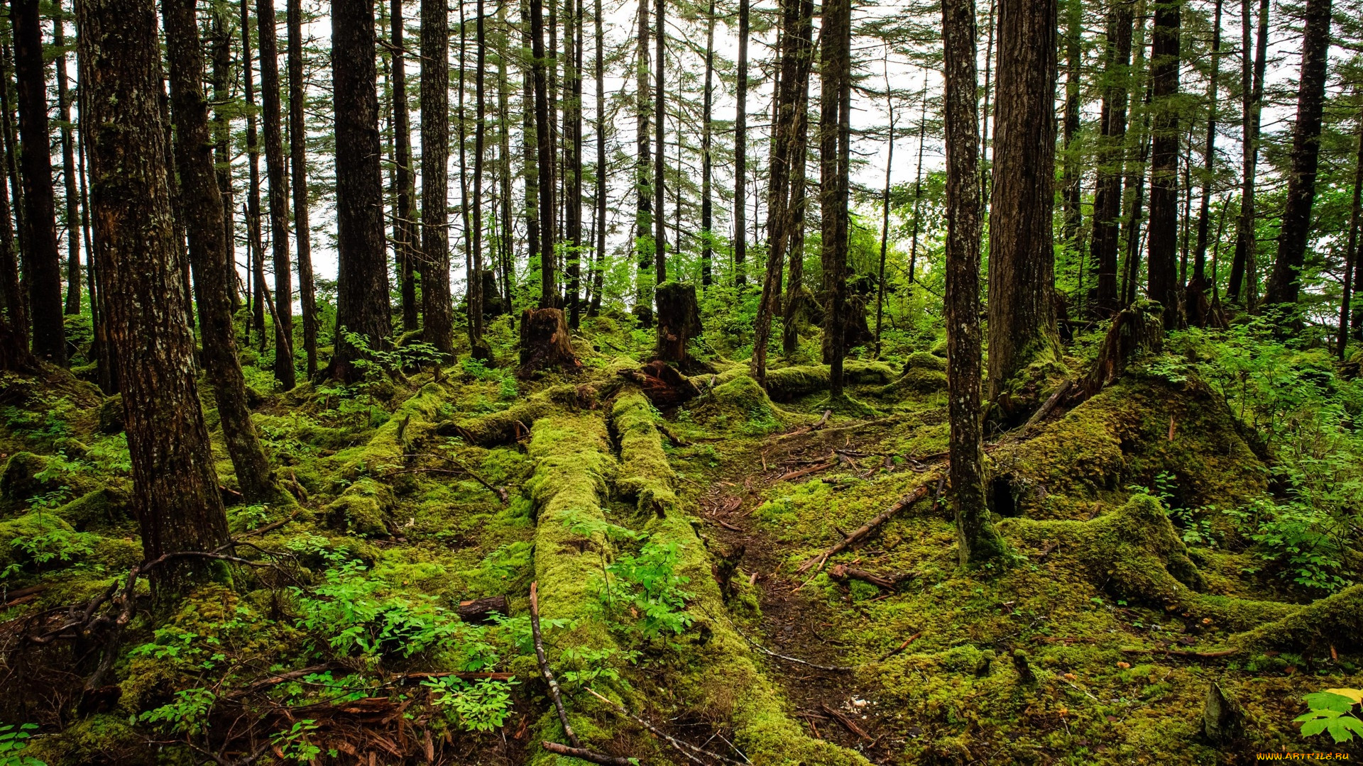 temperate rainforest of hoonah, alaska, , , temperate, rainforest, of, hoonah